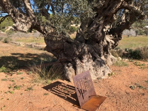 La recuperación de Na Bassona, un olivo milenario del Pla de Corona